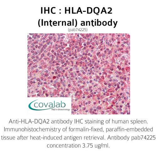 HLA-DQA2 (Internal) antibody