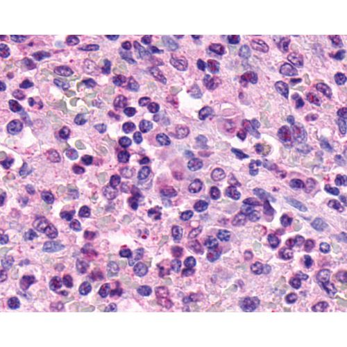 XPR1 (C-Terminus) antibody