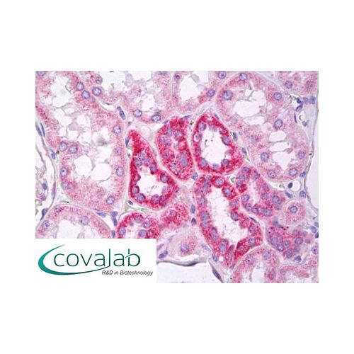 MARK2 (N-Terminus) antibody