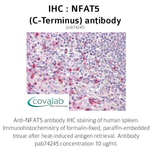 NFAT5 (C-Terminus) antibody