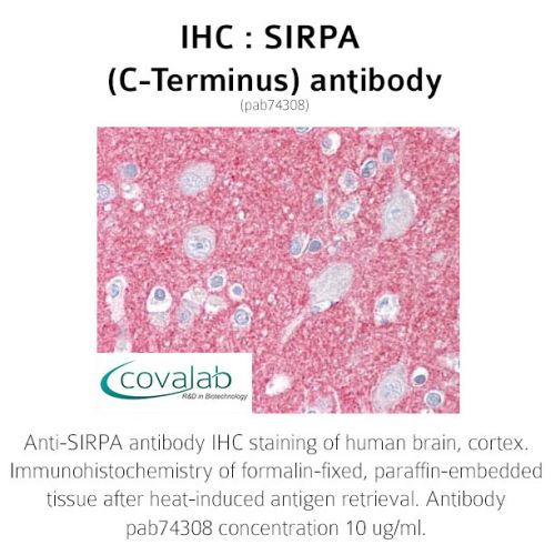 SIRPA (C-Terminus) antibody