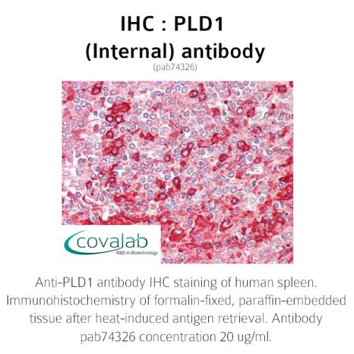 PLD1 (Internal) antibody
