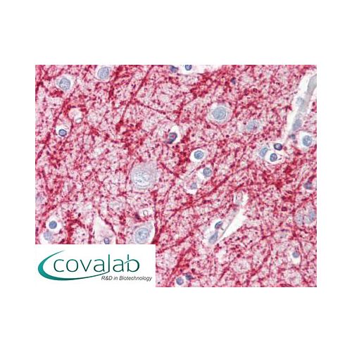 APRIL (Internal) antibody