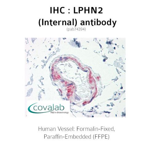 LPHN2 (Internal) antibody