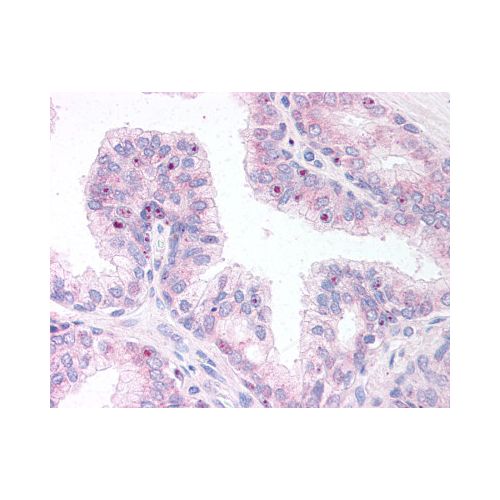 ERG (C-Terminus) antibody