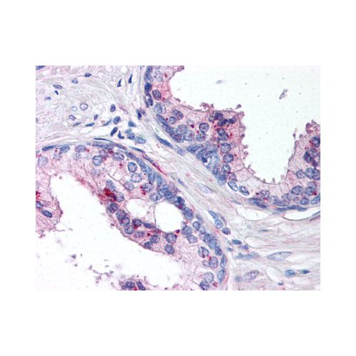 IL-24 (aa100-150) antibody