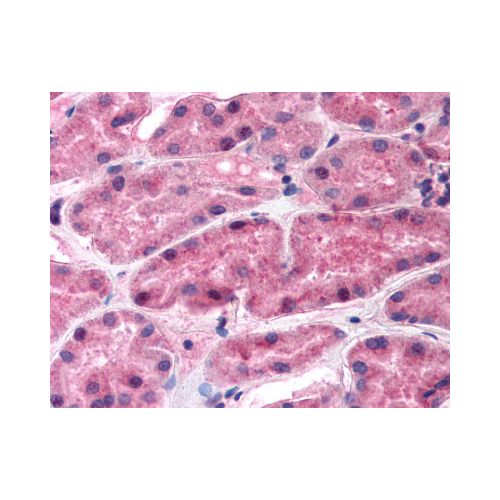 REN / Renin antibody