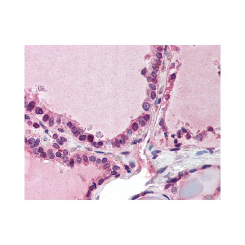 PAPD7 / POLS (aa447-462) antibody