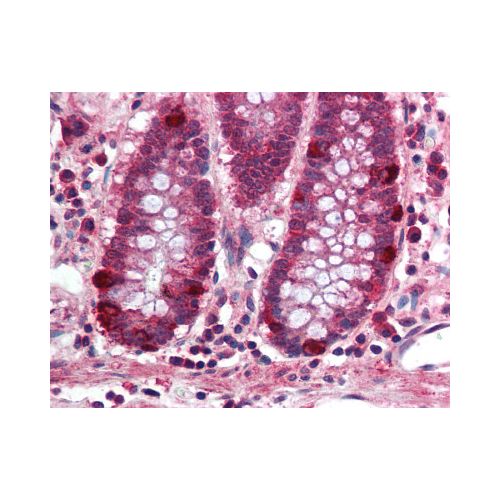 PRDM5 (aa100-200) antibody