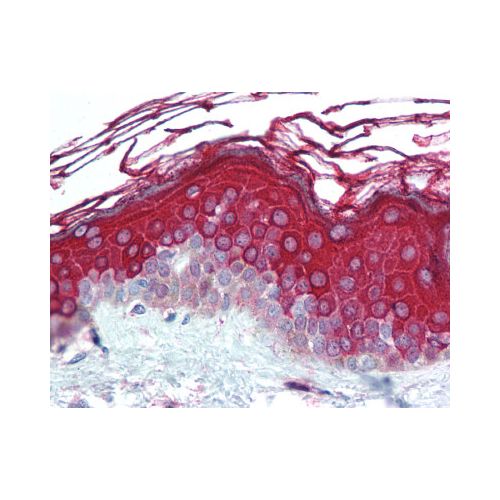 ALAS1 (aa480-530) antibody