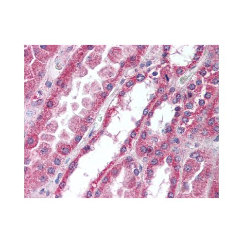 IRAK4 (aa38-54) antibody