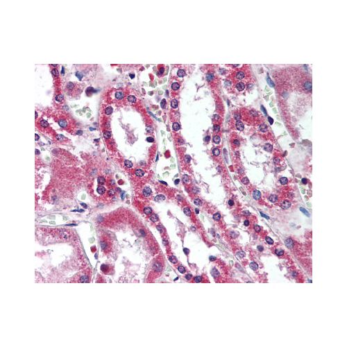 SIRT5 (aa30-46) antibody