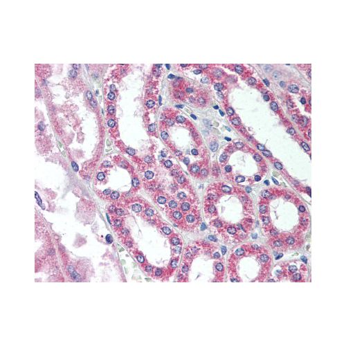 SIRT7 antibody