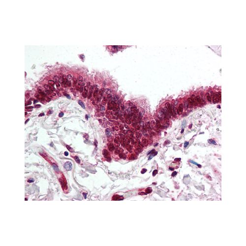 SKIL (aa600-684) antibody