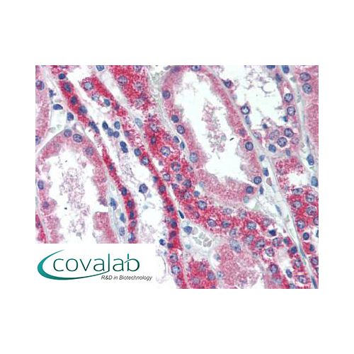 TNFRSF11A / RANK (aa603-613) antibody