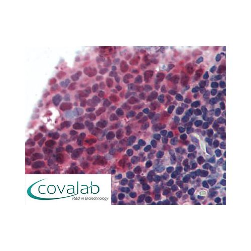 BAFF (aa254-269) antibody