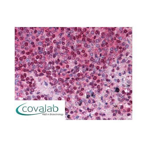 TACI (aa116-132) antibody