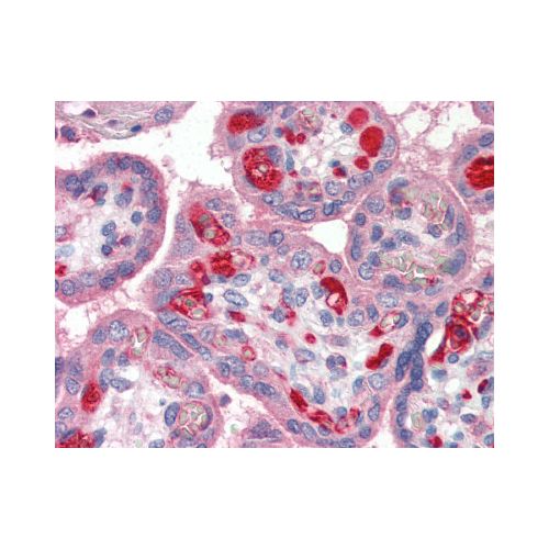 PLTP antibody