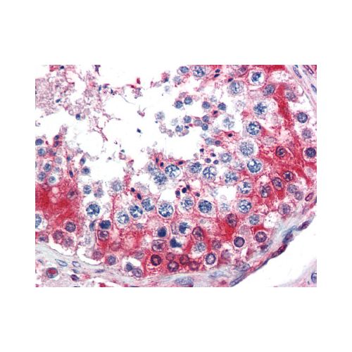 GAPDH (aa73-87) antibody