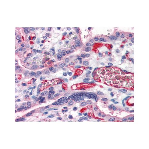 Fibrinogen antibody