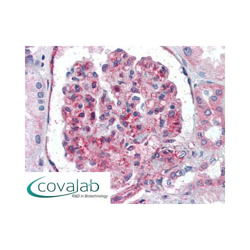 IHC : UBC / Ubiquitin C (N-Terminus) antibody<br/>(pab74564)<br/>Anti-UBC / Ubiquitin C antibody IHC staining of human kidney. Immunohistochemistry of formalin-fixed, paraffin-embedded tissue after heat-induced antigen retrieval. Antibody pab74564 concent