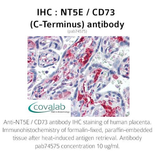 NT5E / CD73 (C-Terminus) antibody