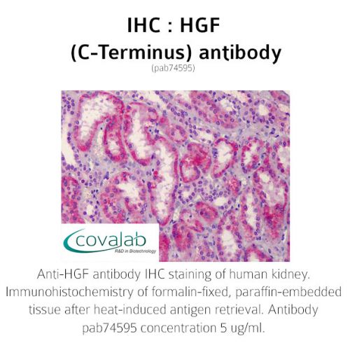 HGF (C-Terminus) antibody