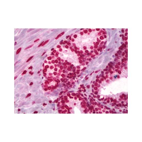 Histone H3 antibody