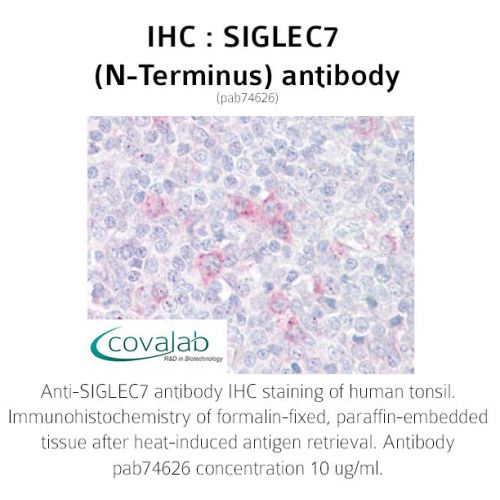 SIGLEC7 (N-Terminus) antibody