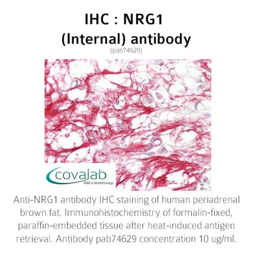 NRG1 (Internal) antibody