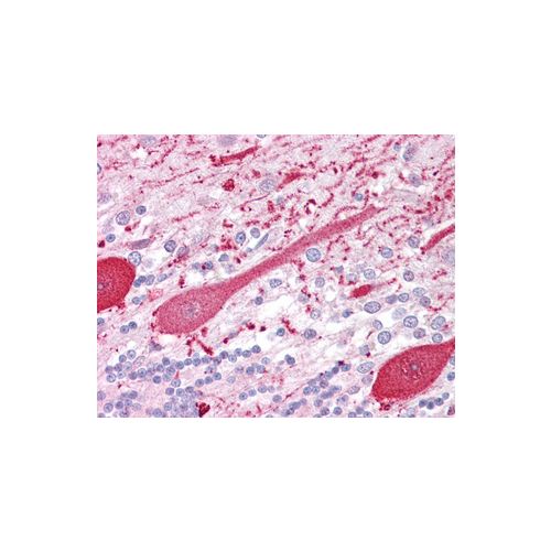 RET (C-Terminus) antibody