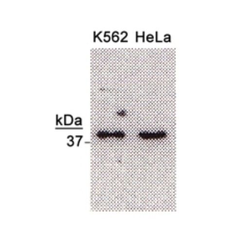 NTH1 antibody