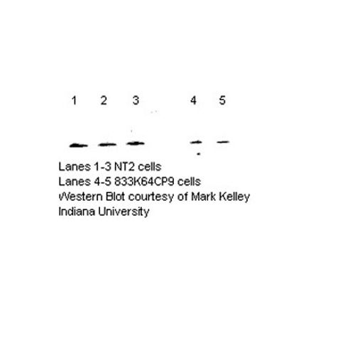 MTH1 antibody