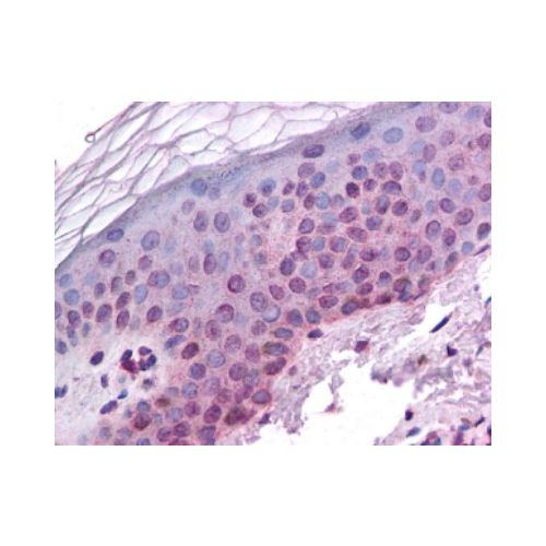 Hypoxia inducible factor-1 beta (HIF-1 beta) antibody