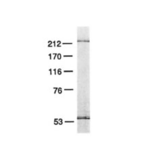 DNA polymerase epsilon subunit 3 antibody