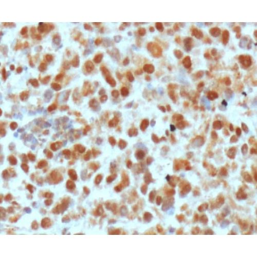 APE-1 antibody (13B8E5C2)