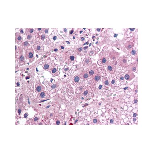 IL-25 antibody (68C1039.2)