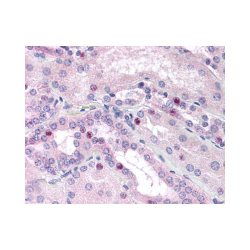CEBPB / CEBP Beta (aa39-78) (21A1) antibody