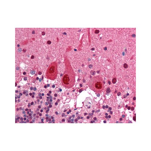 COPS5 (6C3.38) antibody