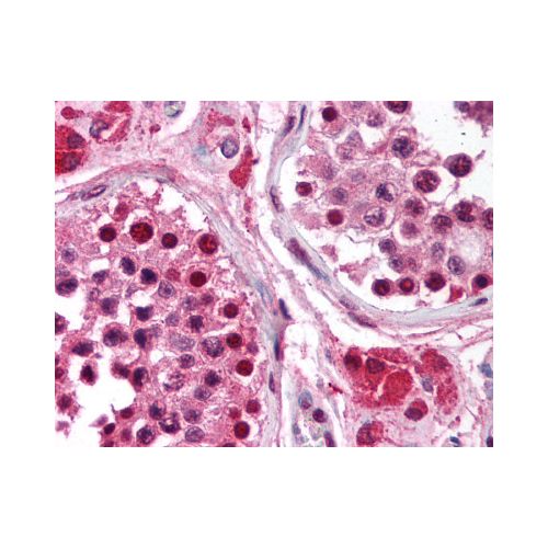 RPA3 (111) antibody