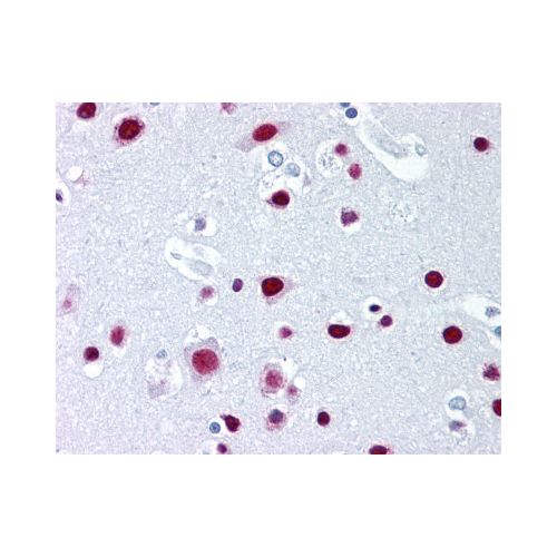 SAFB (aa345-357) (6F7) antibody