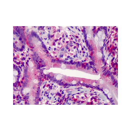 Caspase 7 antibody (25B881.1)