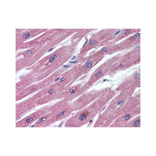 Osteoprotegerin (aa20-37) antibody (98A1071)
