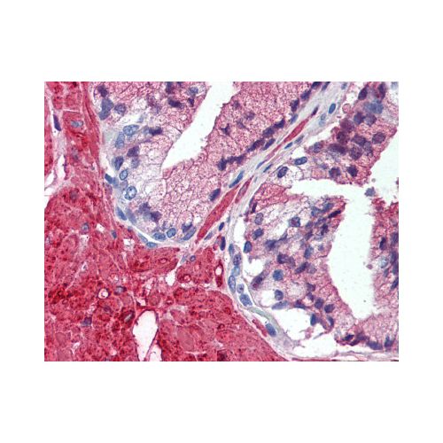 TRAF2 antibody (33A1293 )