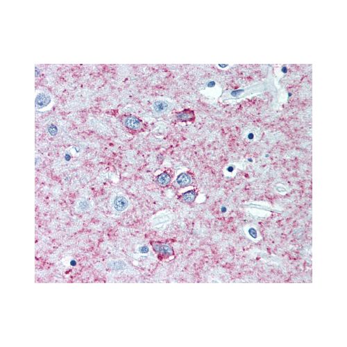 ADORA2A (3rd Intracellular Domain) antibody