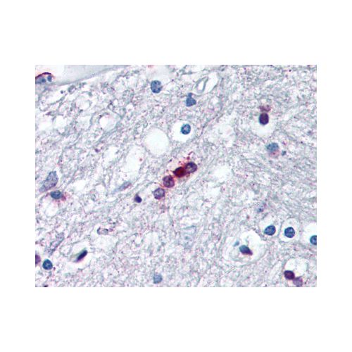 MBP (aa130-136) antibody