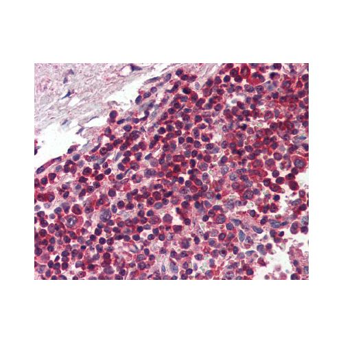 TLR8 (aa750-850) (44C143) antibody