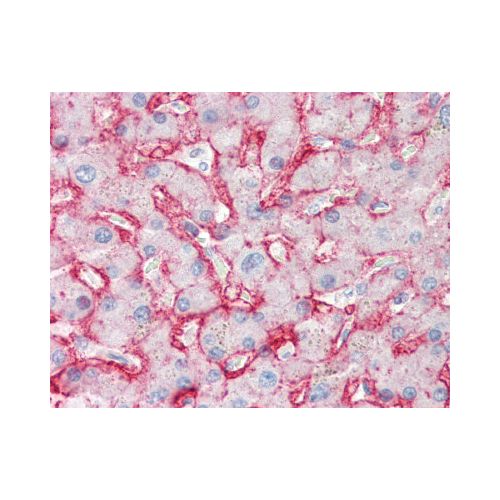 GLUT2 antibody