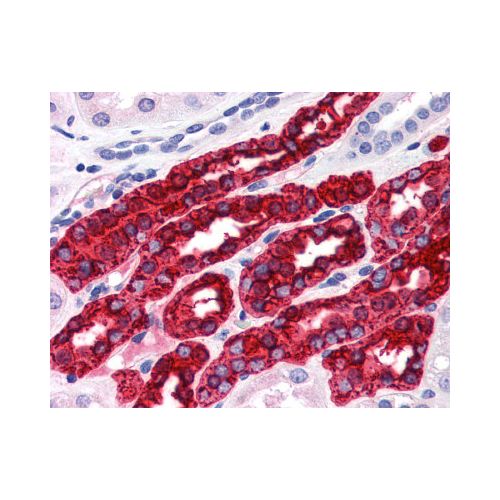 UMOD / Uromodulin (10.32) antibody