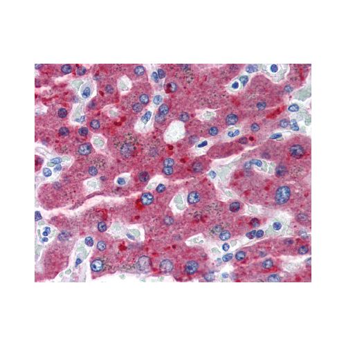 Factor H (OX-24) antibody
